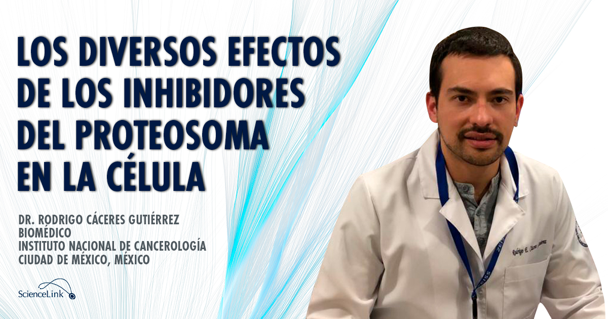 Los diversos efectos de los inhibidores del proteosoma en la célula