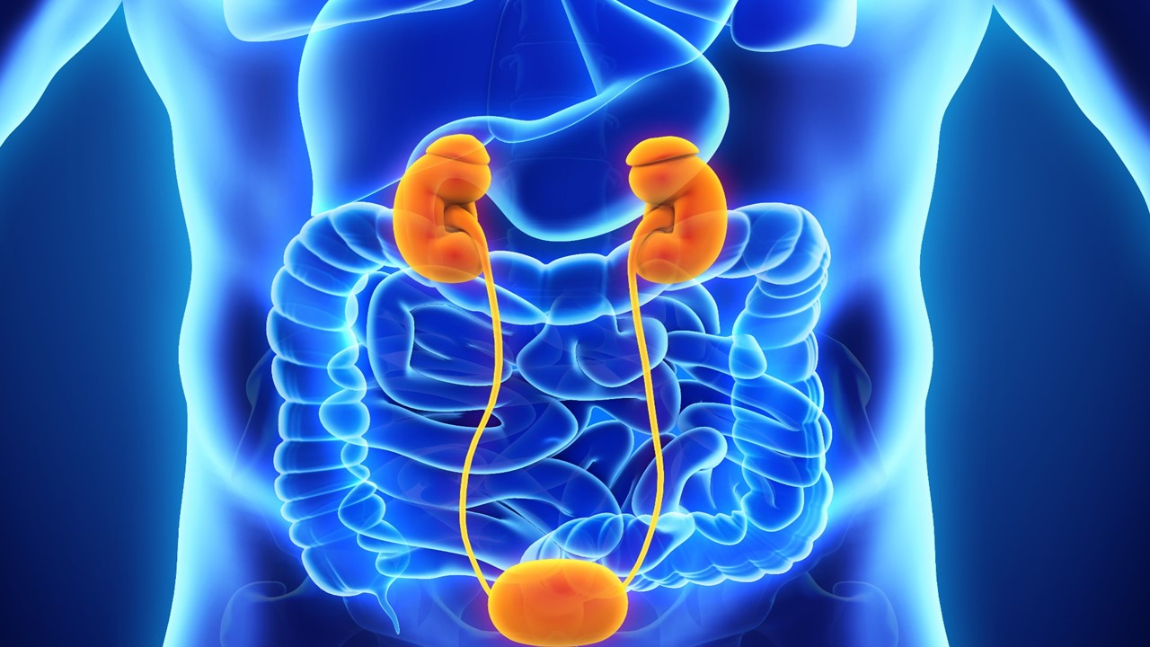 Cáncer urotelial avanzado o metastásico: FDA otorga aprobación acelerada a enfortumab vedotin + pembrolizumab, estudio EV-103/KN-869