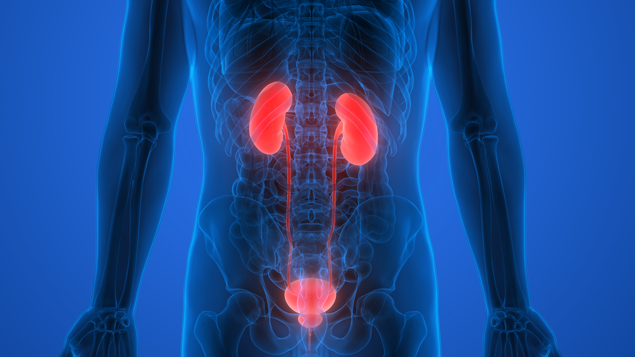 Carcinoma urotelial: pembrolizumab + enfortumab vedotin alcanzaron el objetivo primario de SG y SLP, estudio KEYNOTE-A39/EV-302